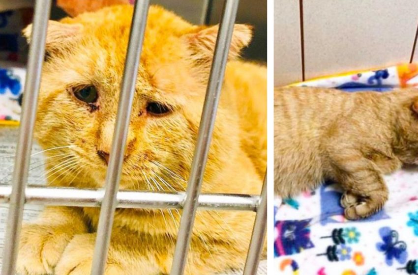  The girl sheltered the “sadest cat”, and now look how he changed a year later