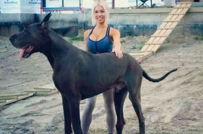  A real giant: a Great Dane named Thunder is so big that he can easily be confused with a horse