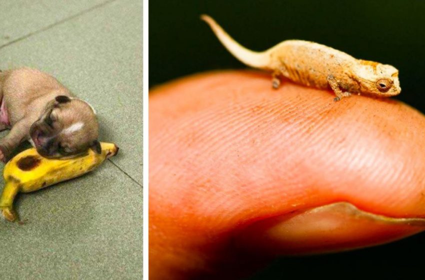  These animals are so small it’s hard to believe they are real