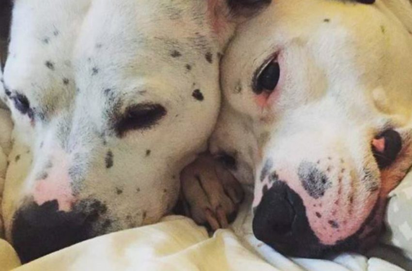  The dog refused to leave the shelter without his beloved