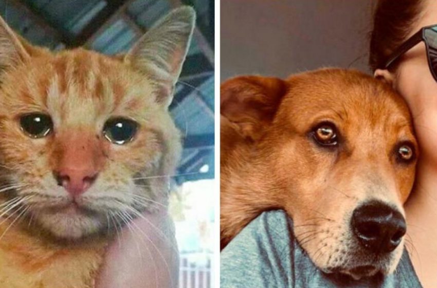  10 pets who found a new family. Just look into those eyes!