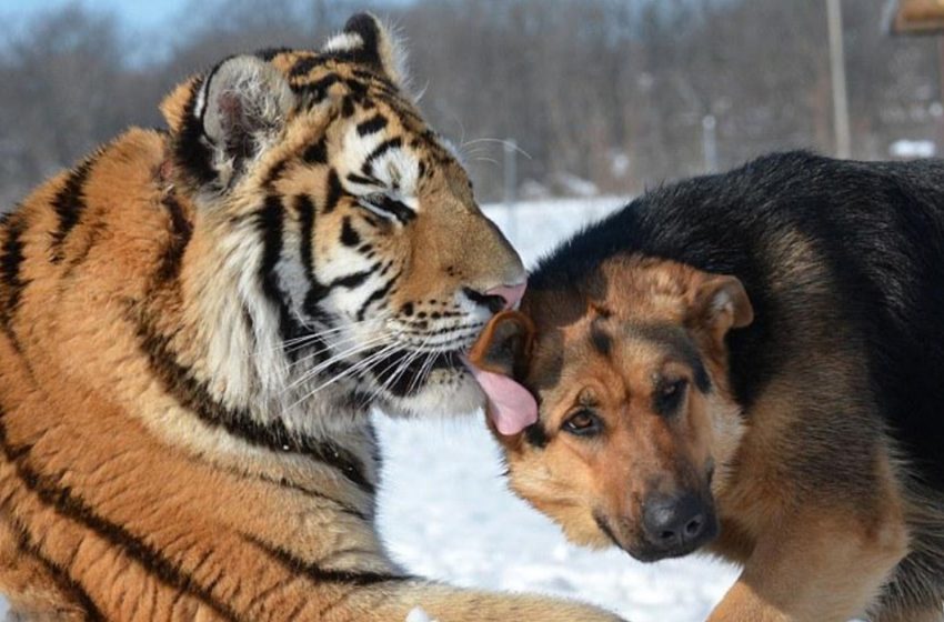  German Shepherds became best friends with Siberian tiger at the sanctuary