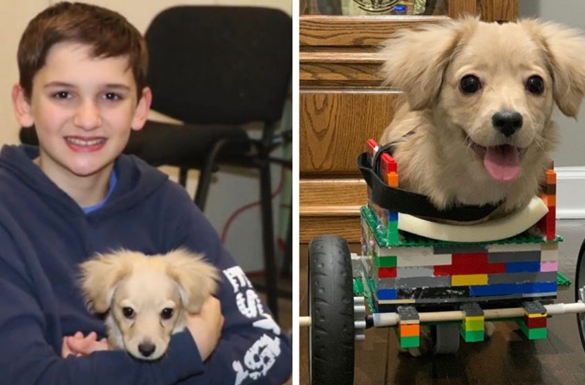  12 years old boy helped the needed dog to live her perfect life