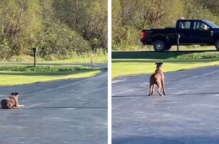  Every day the clever dog waits for the man coming from work