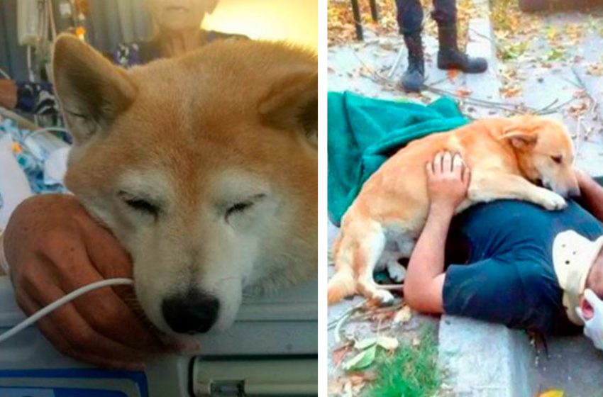  Photos that will prove that the loyalty and kindness of animals is admired