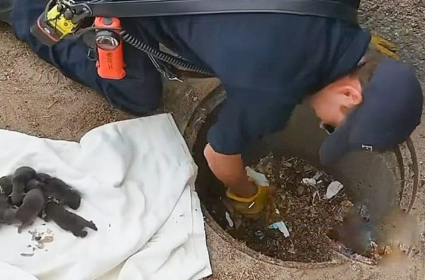  Firefighters rescued 8 puppies from the sewer, but it turned out that they were not puppies at all