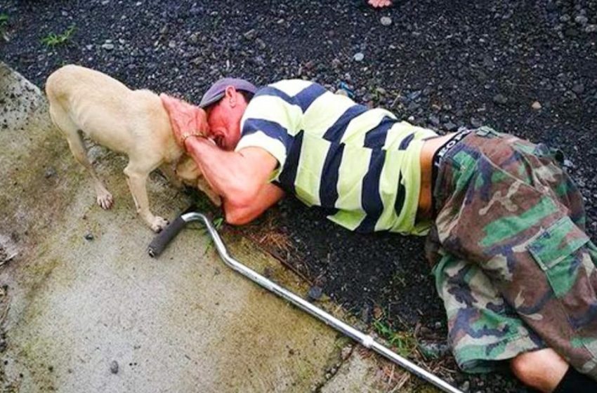  Everyone passed by an old man lying on the ground. Only the dog tried his best to save the owner