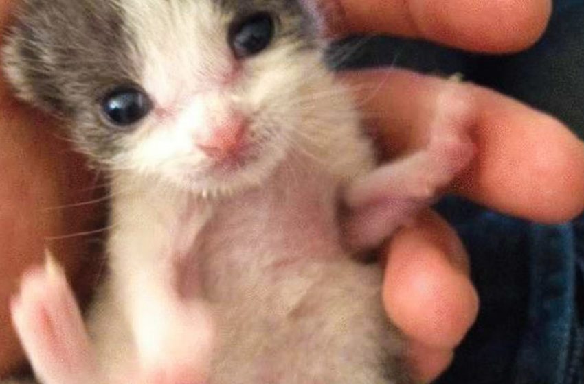  A man saved a small defenseless kitten and now they are inseparable friends