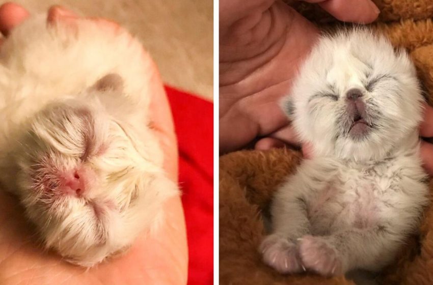  Little kitten nicknamed Grandpa conquers the Net