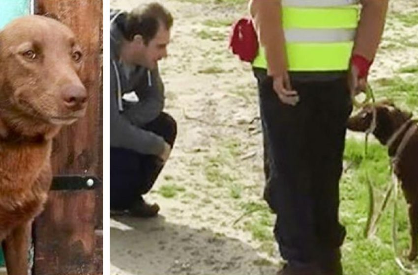  The dog recognized the owner by smell after a two-year separation