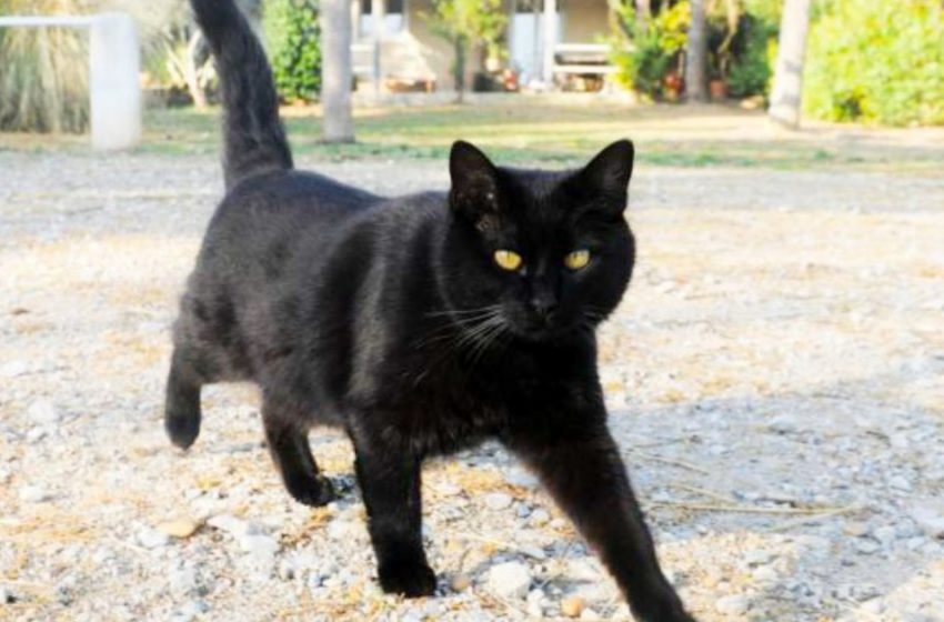  The cat became a foster mother for a very unusual cub