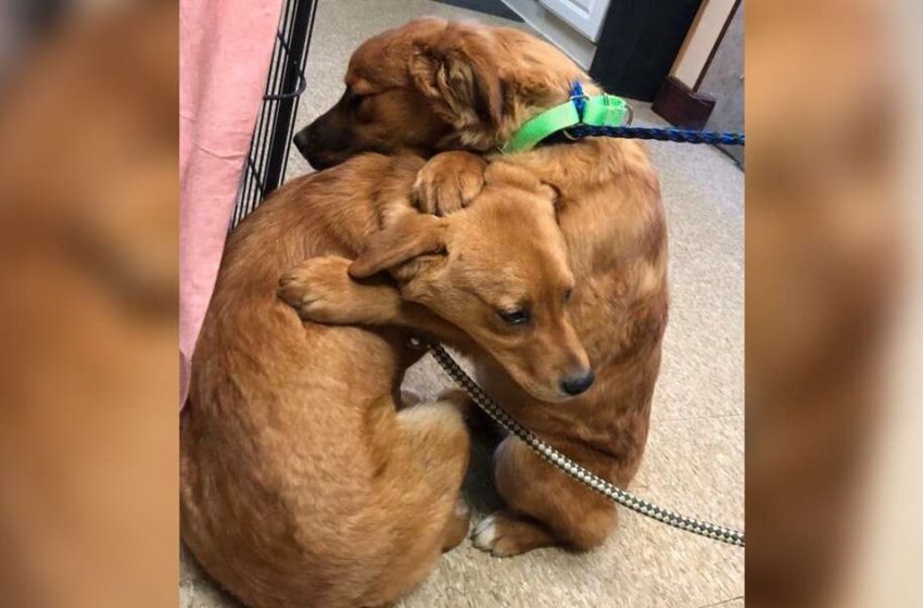  The puppy hugs her sister after being rescued