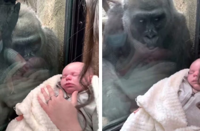  Gorilla brings her baby to meet mom and a newborn