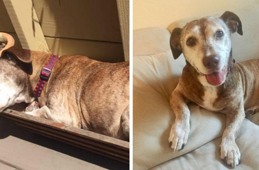  The dog sleeps on the street for 11 years, waking up hoping for a new happy life