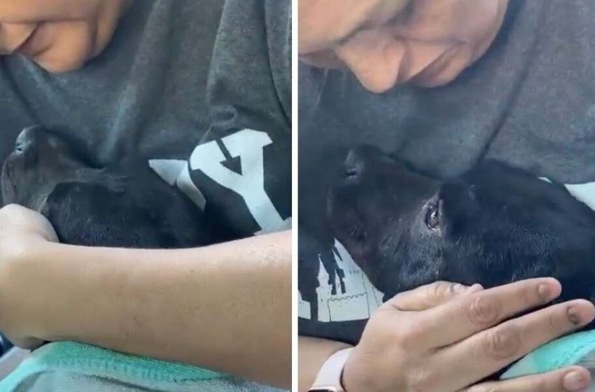  The pregnant dog was overjoyed when the couple took her