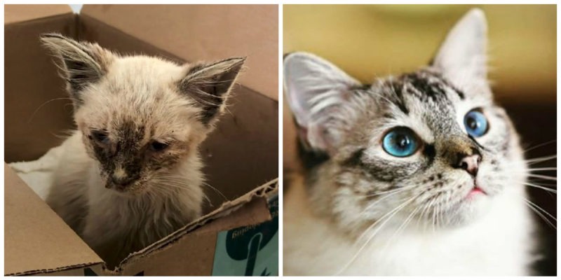  A Stray Cat Is Rescued And Transformed Beyond Recognition