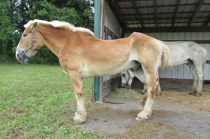  The Senior Horse, Who Found Peace In His New Home After Years Of Abuse