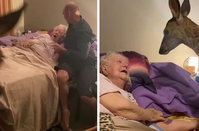  Daughter surprises her dying mother who loves deer with a visit from a real Bambi