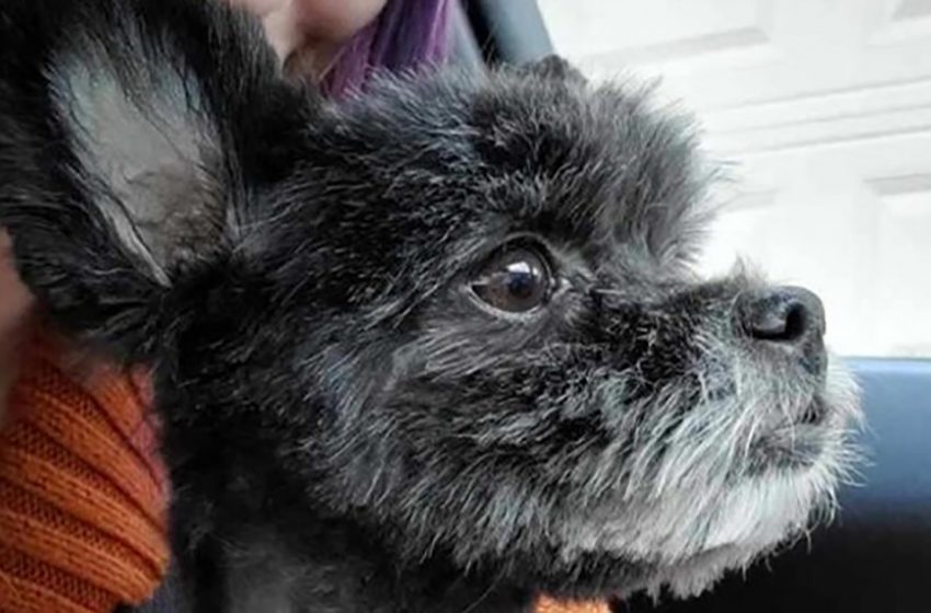  Missing dog found At Battle Creek Airport reunited with owner after missing two weeks