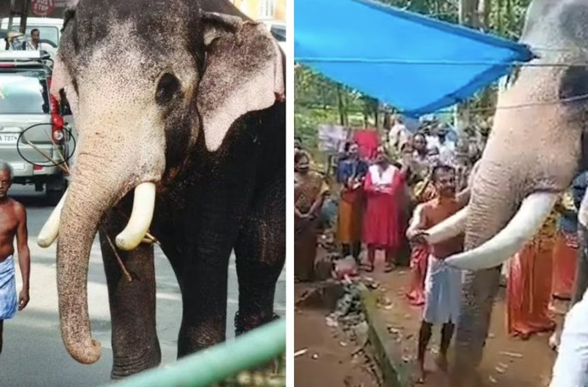  Heartbroken elephant walked 15 miles to say goodbye to his caretaker