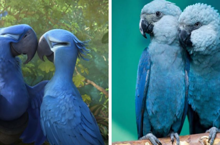  The famous blue parrot from the movie «Rio» has now officially disappeared