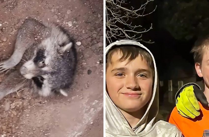  Buried Raccoon rescued by two kind-hearted kids