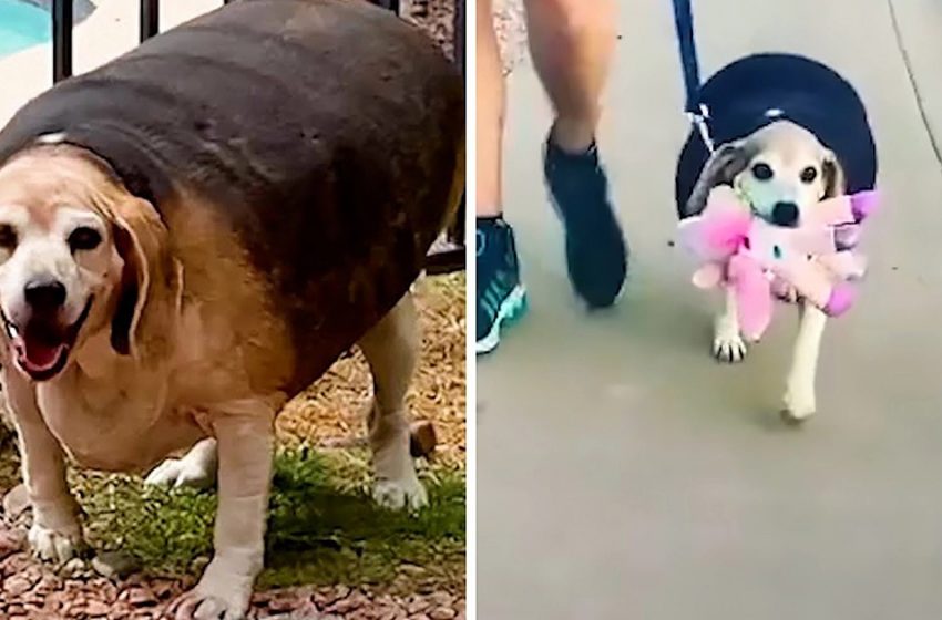  A 90 pound beagle will only train with his favorite toy in his mouth — and it works