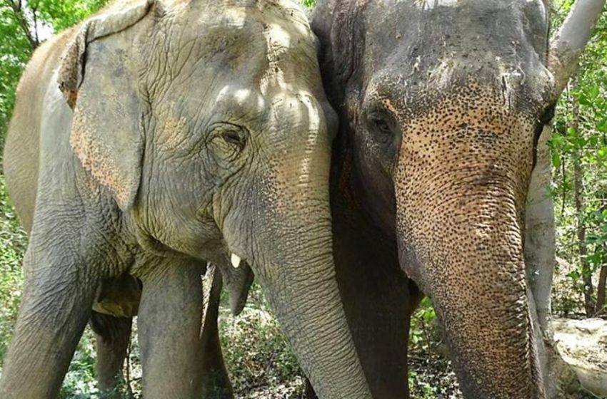  Circus Elephant Captured for 53 Years Finally Reunited With Her Sisters