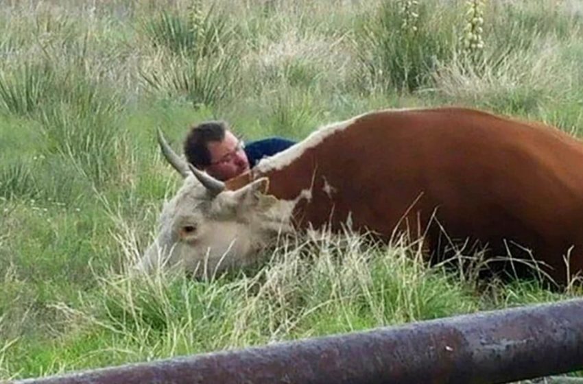  The man filmed how he consoled the mother cow after she lost her calf