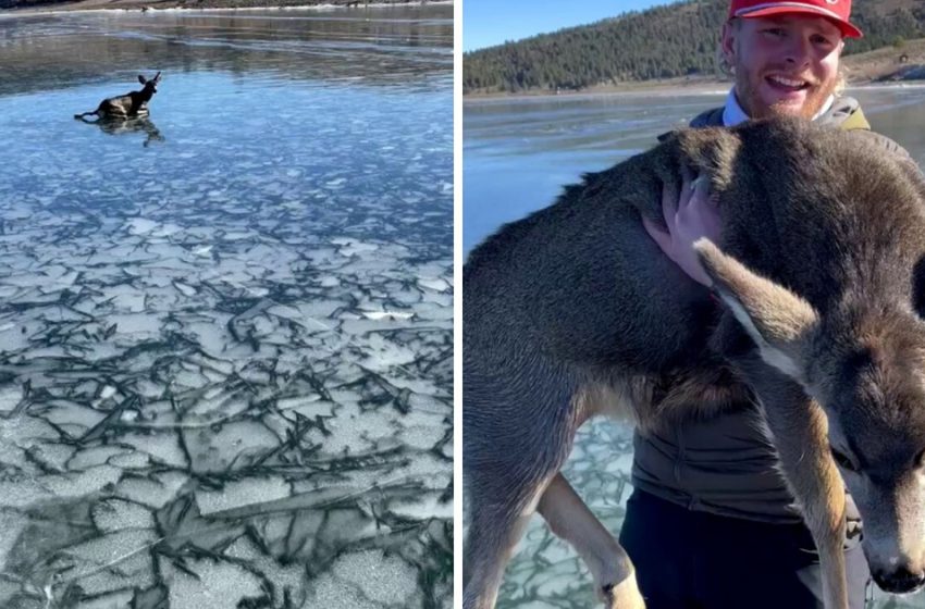  Brave fishermen risk their lives to save a deer stuck in a frozen lake