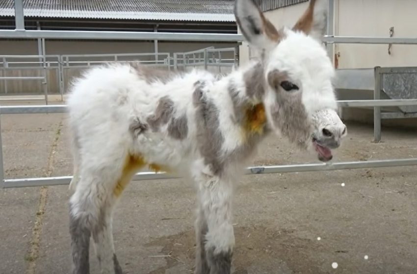  Donkey abandoned by mother finds new loving family in shelter