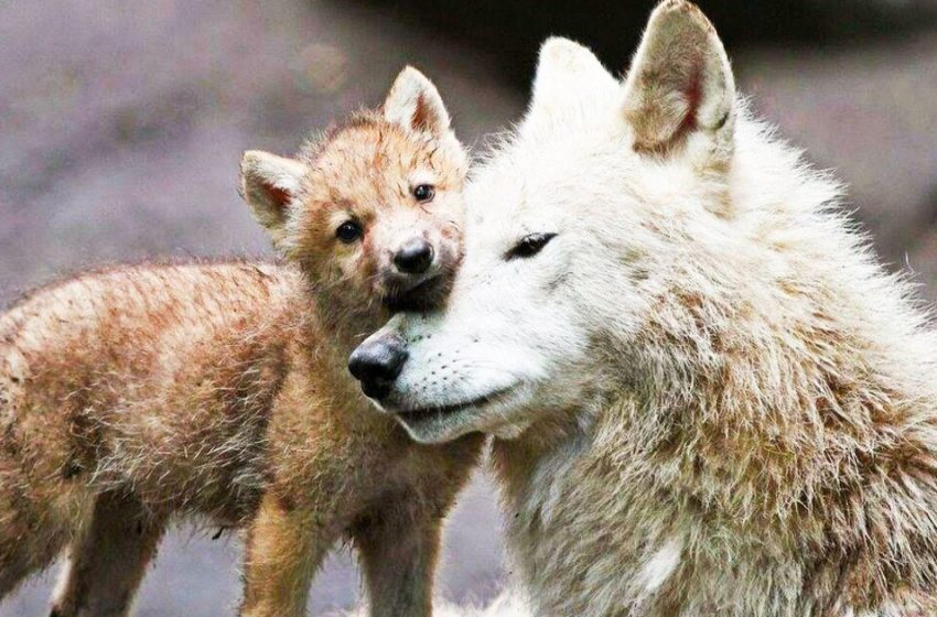  Once a man saved a she-wolf and her cubs, and five years later there was a touching meeting