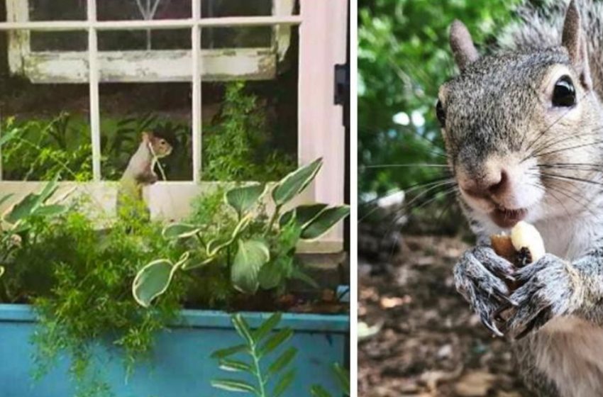  The squirrel came to share her joy with the people who saved her 9 years ago