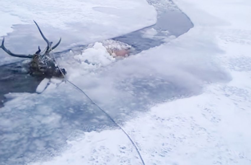  Men rescue a deer that fell through and got stuck in a frozen lake