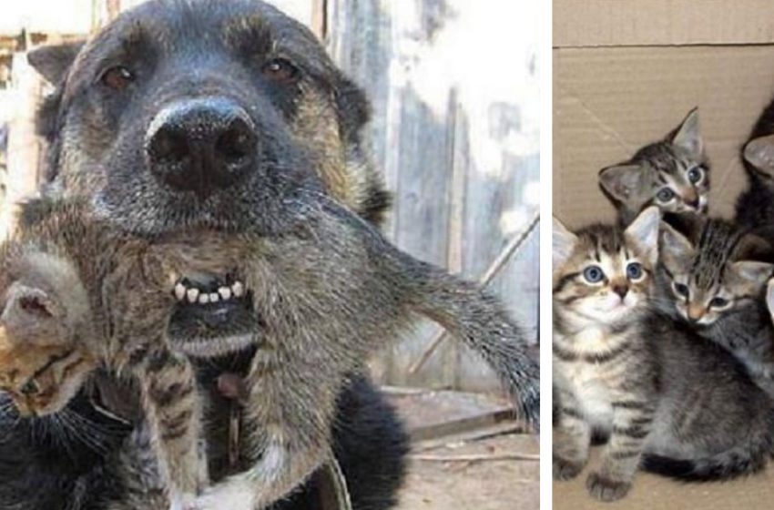  A real hero! This dog rescued kittens from a fire