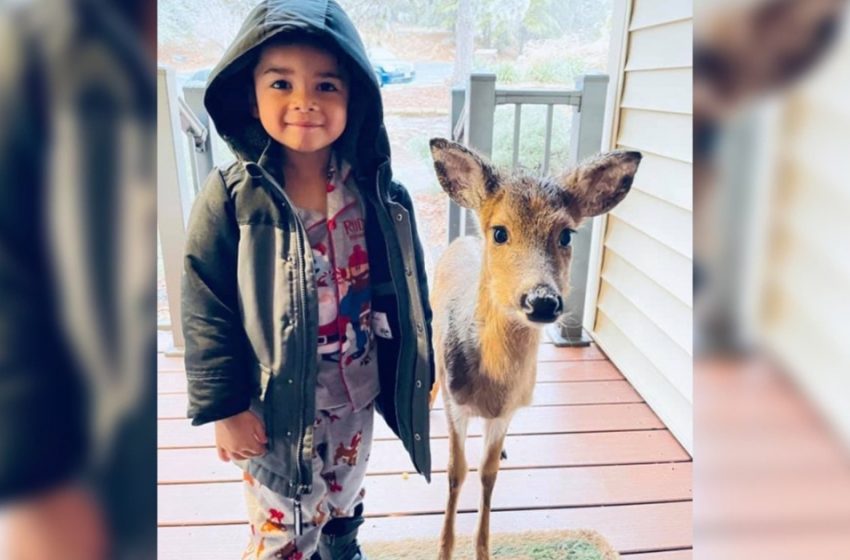  A 4-year-old boy went out to play and brought home a deer he befriended in the forest