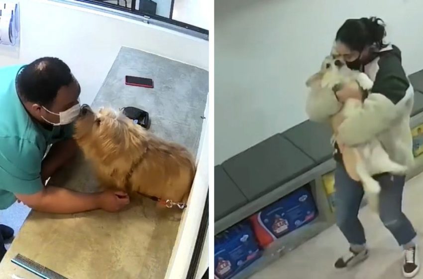  The grooming salon filmed its work on a hidden camera and showed the owners how their pets are treated there