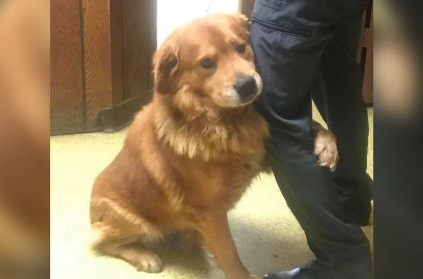  A dog abandoned in a parking lot keeps hugging its rescuers