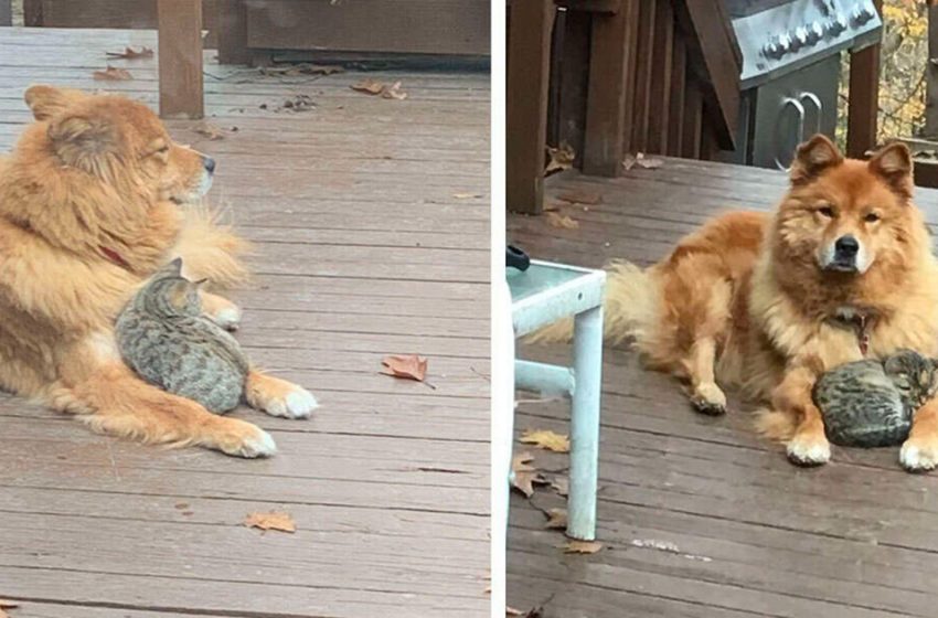  A family looks out the window and notices that their dog is not alone