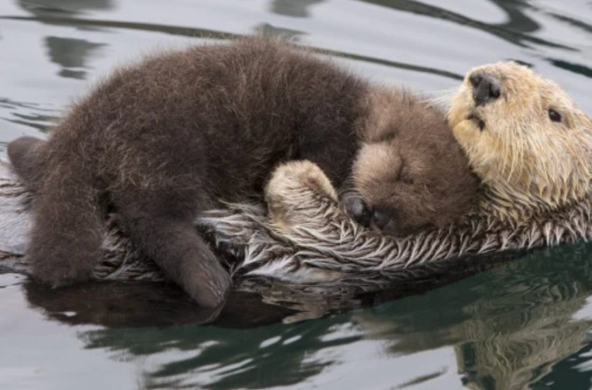  Mother otter keeps her newborn baby dry while swimming