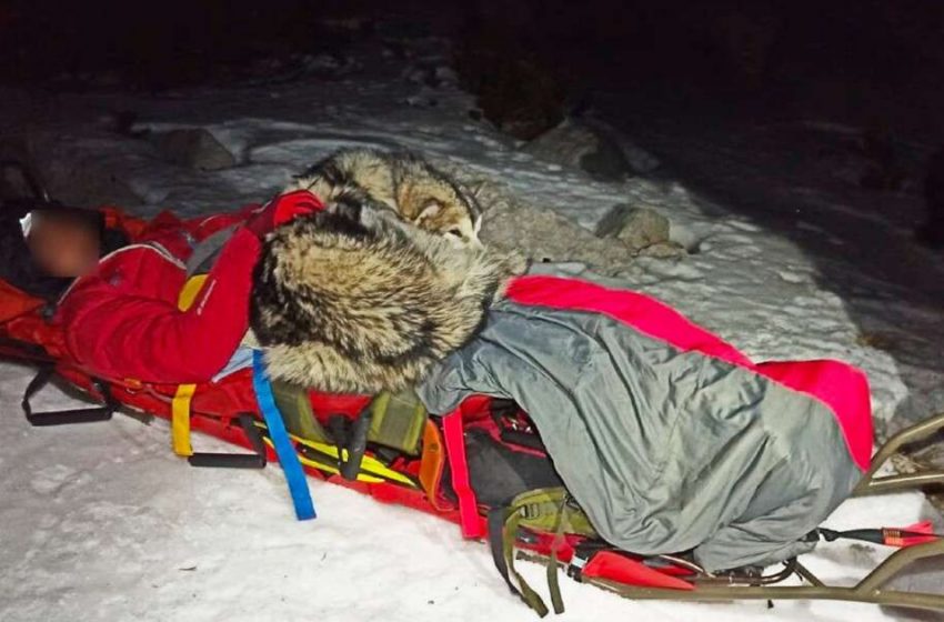  A devoted dog keeps the victim warm all night until help arrives.