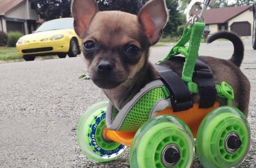  The tiniest bipedal puppy loves to race on his new wheels