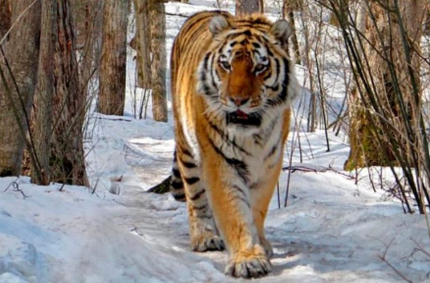  The exhausted Siberian tiger goes to the village for searching help