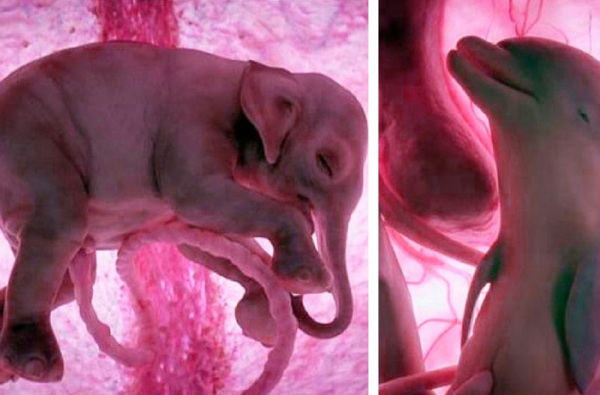  Stunning photos of baby animals in the womb
