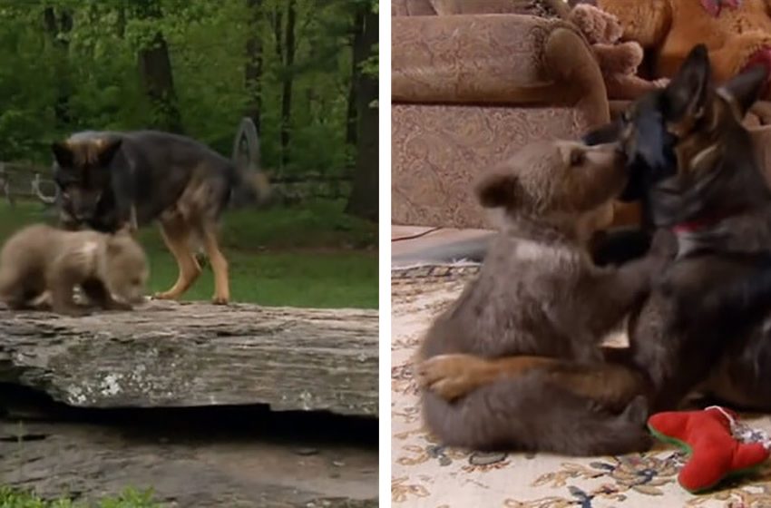  Lonely bear cub and pup found each other and are now inseparable