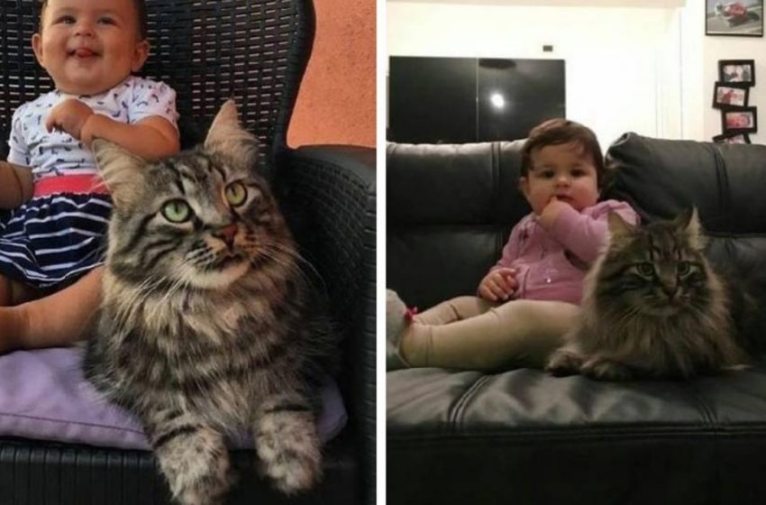  Fluffy nanny: a huge cat nailed to the farm and became a real friend for a newborn baby