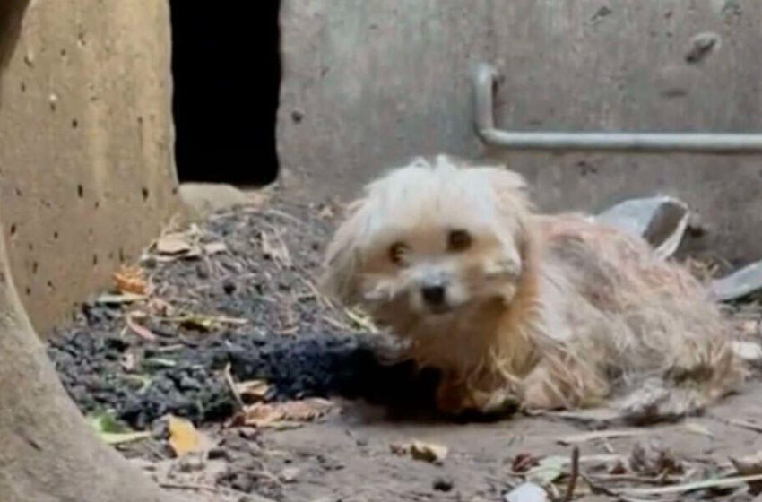  Dog stuck deep inside storm sewer has given up hope of ever being found