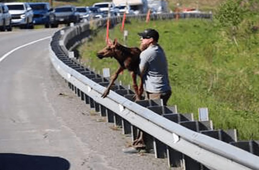  Man helps tired out baby moose cross the road and reunite with Mom