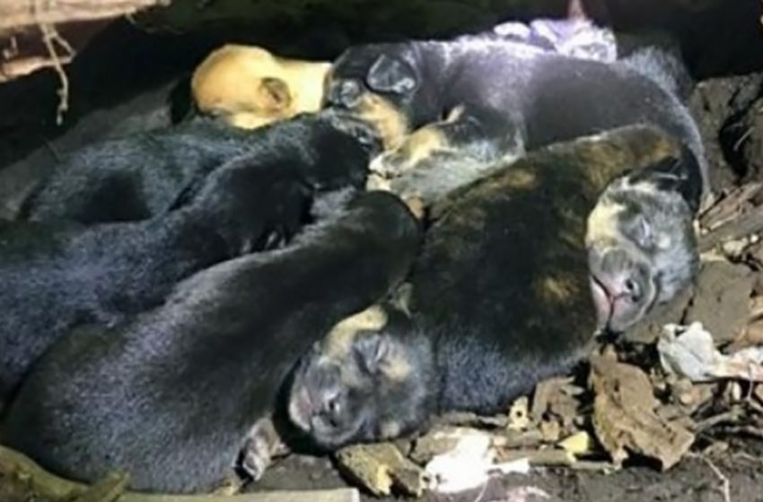  Despite a broken leg, mama dog carried all 13 puppies to the safest hiding place