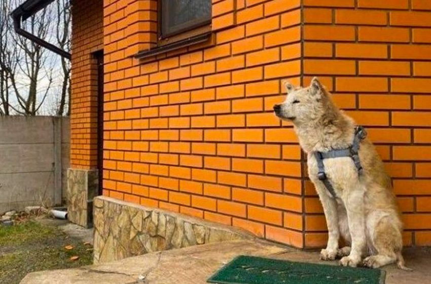  The touching story of «Makarov’s Hachiko» — Rini’s dog, which has a happy ending